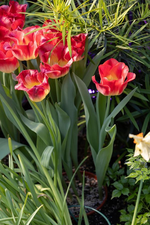 IMG_9615.jpg (160 KB)